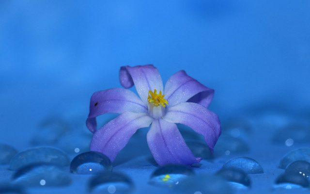 Purple flower yellow center water free wallpaper - medium preview image