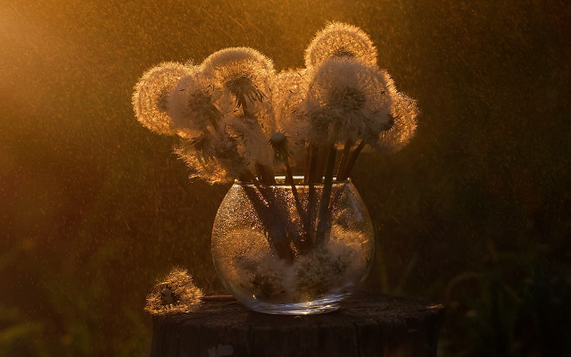 Vase white flowers wooden table free wallpaper - medium preview image