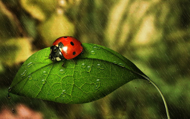 Ladybug green leaf rain water free wallpaper - medium preview image