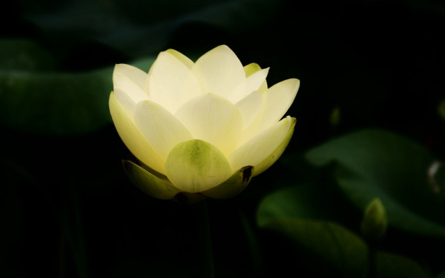 Yellow flower green leaves macro #7 free wallpaper - medium preview image
