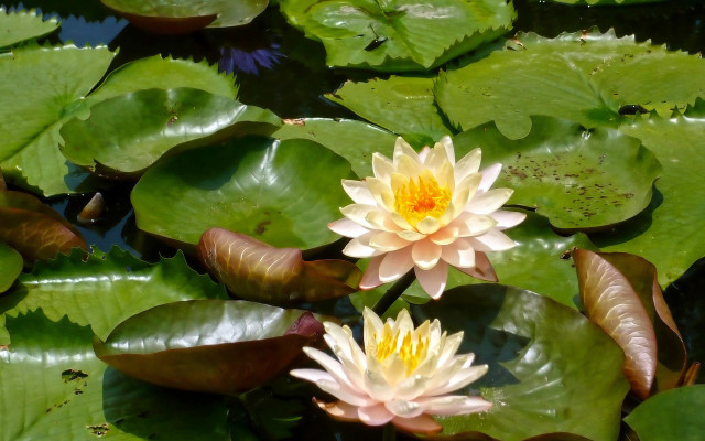 Water lilies green leaves yellow free wallpaper for desktop - medium preview image