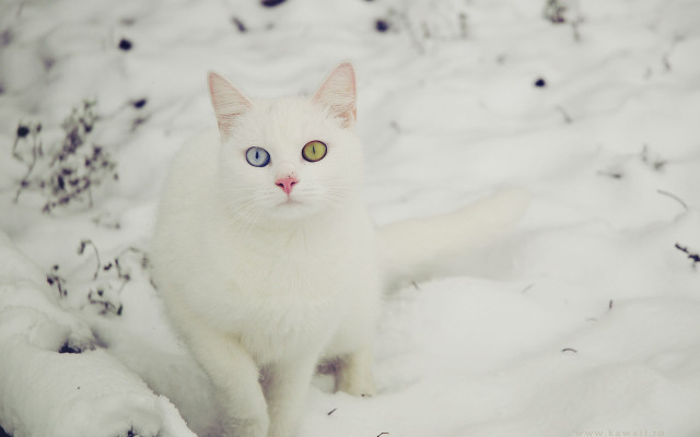 White cat blue eyes snow free wallpaper - medium preview image