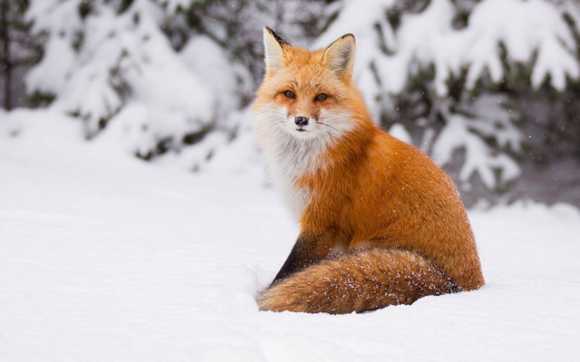 Red fox snow winter blurry free wallpaper - medium preview image