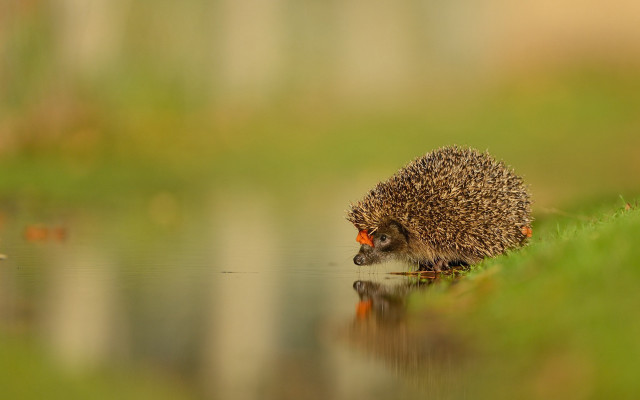 Hedgehog pond grass house reflection free wallpaper - medium preview image
