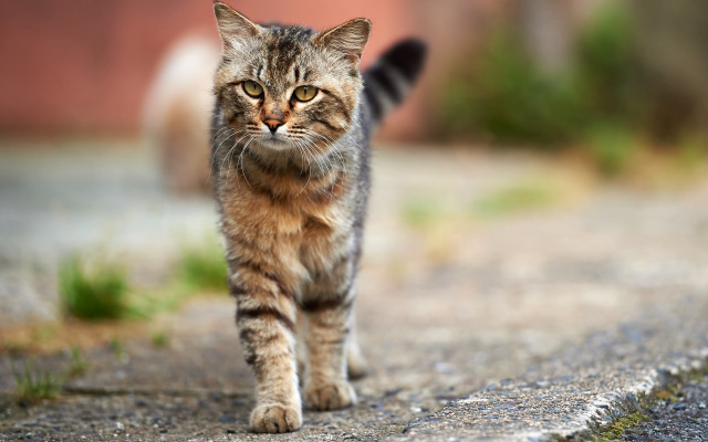 Cat street blurry background tilt free wallpaper - medium preview image