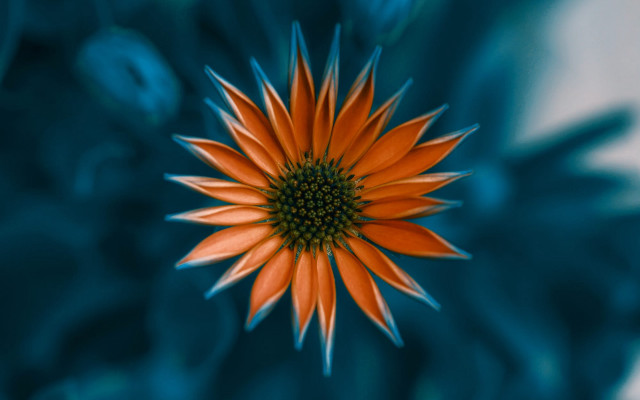 Flower closeup blurry background blue free wallpaper - medium preview image
