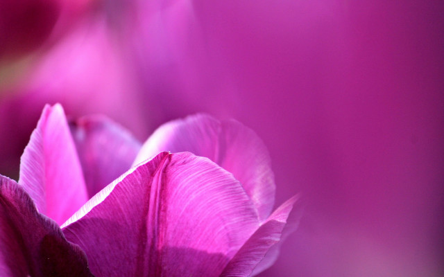 Pink flower blurry background macro #6 free wallpaper for desktop - medium preview image