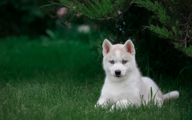 White brown dog grass bush free wallpaper - medium preview image