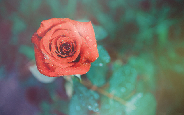Red rose water droplets blurry #3 free wallpaper for desktop - medium preview image