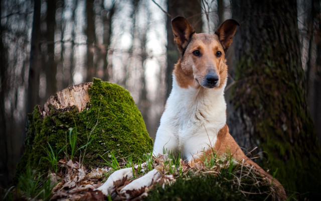 Dog woods stump moss background free wallpaper - medium preview image