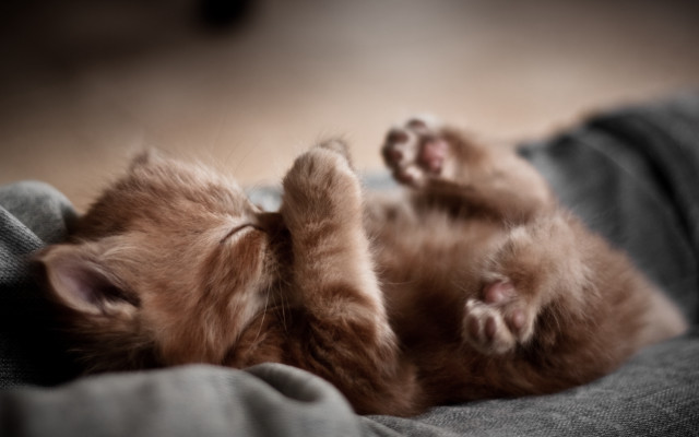 Kitten laying on blanket paw free wallpaper - medium preview image