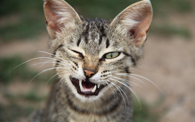 Cat open mouth carlos catasse free wallpaper - medium preview image