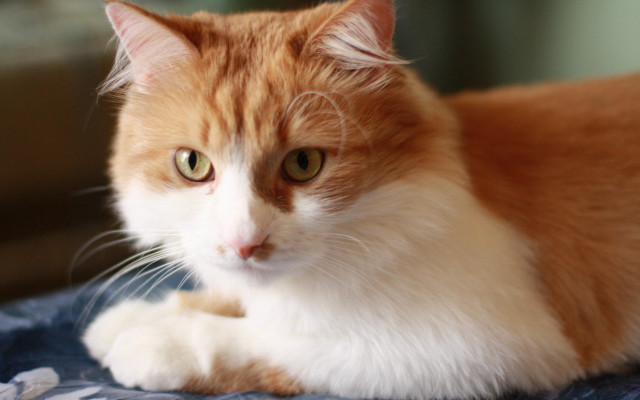 Cat bed blue blanket window free wallpaper - medium preview image