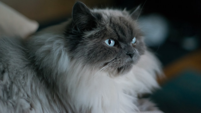Cat blue eyes serious couch free wallpaper - medium preview image