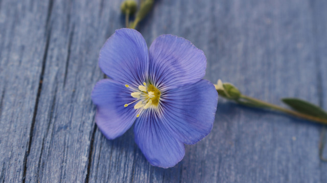 Blue flower hydrangea leaf macro free wallpaper - medium preview image