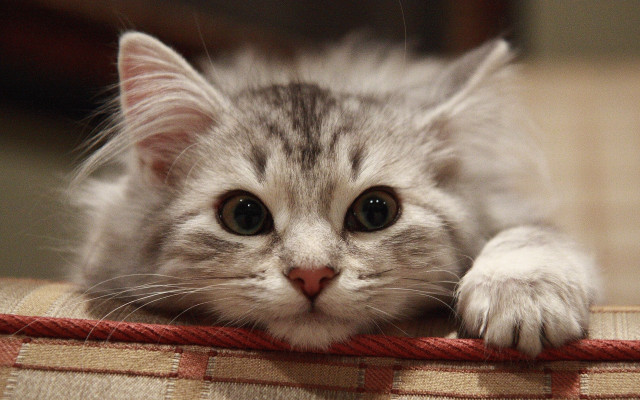 Cat couch paws rounded eyes free wallpaper - medium preview image