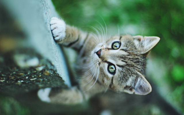 Kitten looking up wall paws free wallpaper - medium preview image