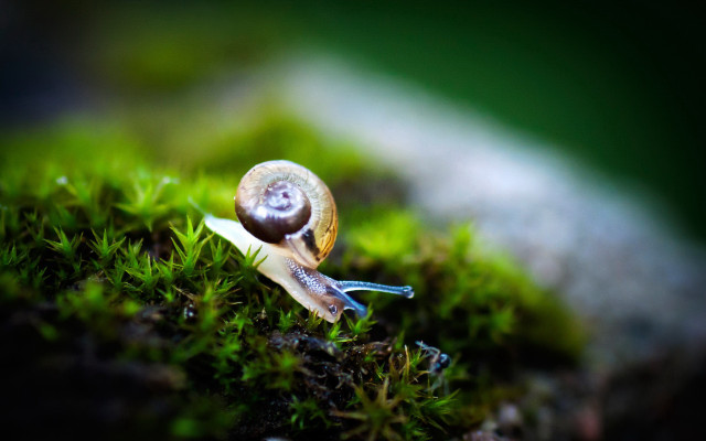 Snail mossy shell macro nature free wallpaper - medium preview image