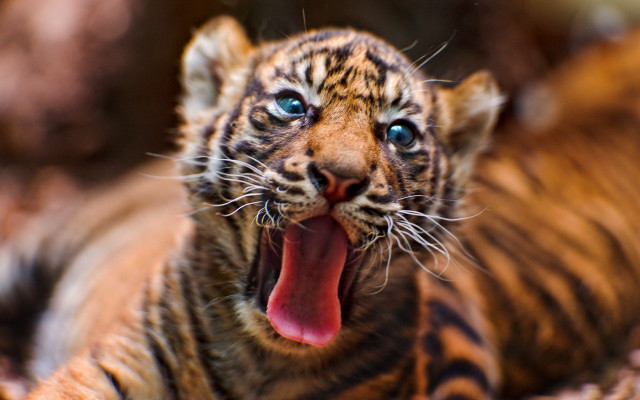 Tiger yawning background blurry bokeh free wallpaper - medium preview image