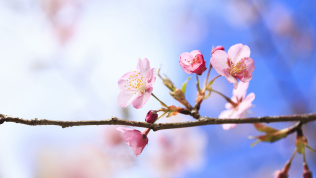 Pink cherry blossom branch blue free wallpaper - medium preview image