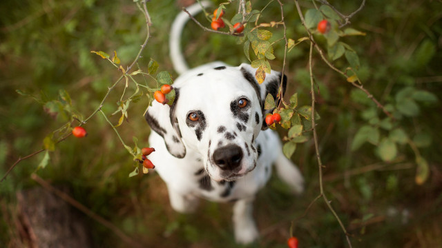Dalmatian berry grass christmas antlers free wallpaper - medium preview image