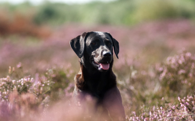 Dog flower field tongue out #2 free wallpaper - medium preview image