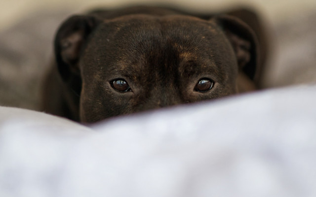Sad dog laying bed portrait free wallpaper - medium preview image