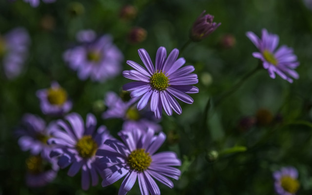 Purple flower bokeh macro garden free wallpaper - medium preview image