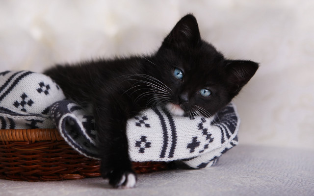 Black kitten basket blanket blue free wallpaper - medium preview image