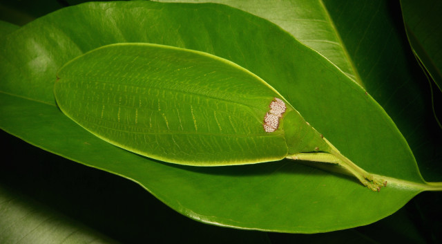 Green leaf white spots macro free wallpaper - medium preview image