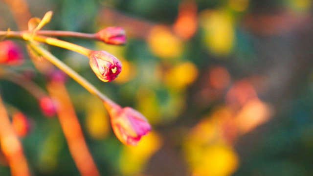 Flower macro bokeh blurry background free wallpaper - medium preview image