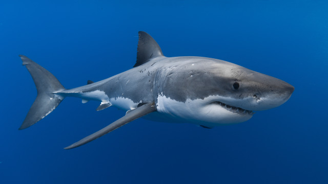 Great white shark camera back #2 free wallpaper - medium preview image