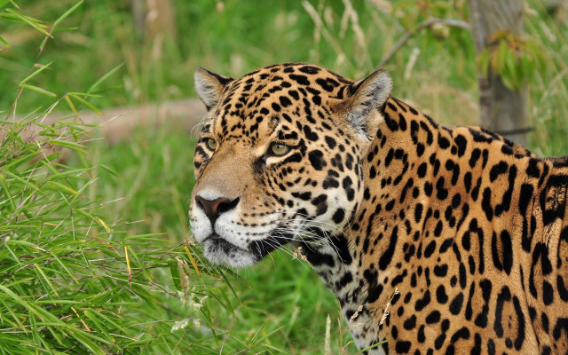 Leopard tallgrass animals bush nature free wallpaper - medium preview image