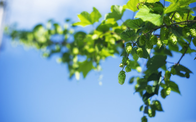 Branch leaves blue sky clouds #2 free wallpaper - medium preview image