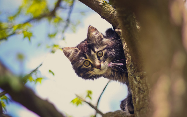Curious cat in tree bokeh free wallpaper - medium preview image