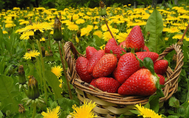 Strawberries dandelions autumn basket field free wallpaper - medium preview image