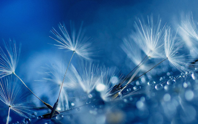 Dandelion water droplets bokeh night free wallpaper - medium preview image