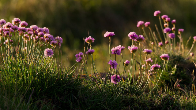 Flower field bush hydrangea leaves free wallpaper - medium preview image