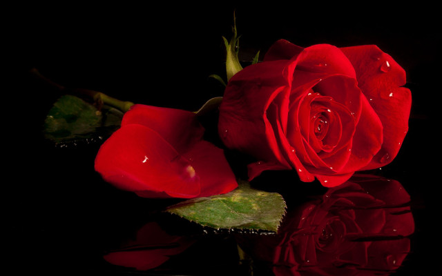 Red rose water drops black free wallpaper - medium preview image