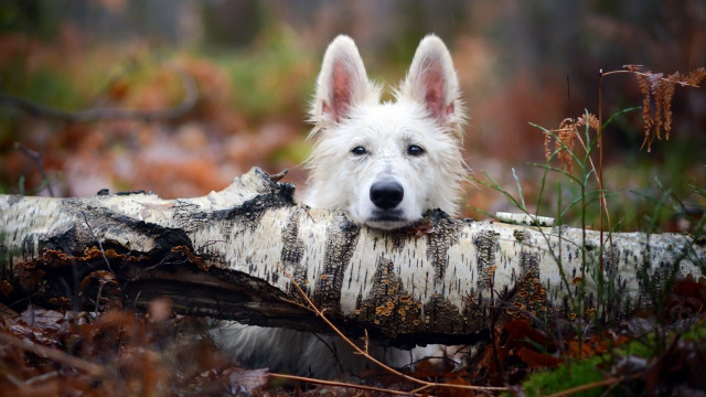 White dog chewing branch autumn free wallpaper - medium preview image