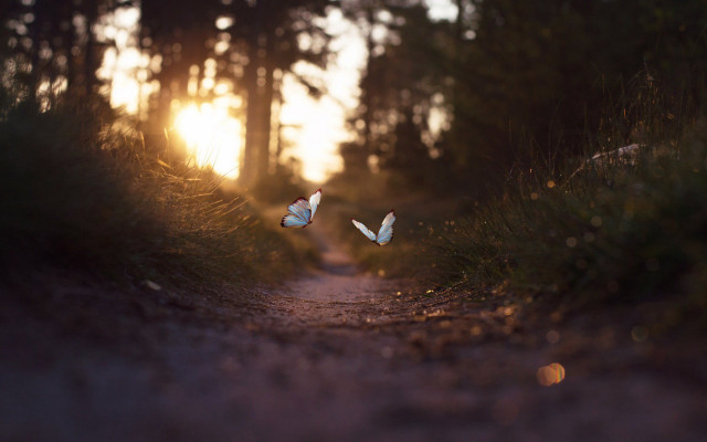 White birds dirt road sunset free wallpaper - medium preview image
