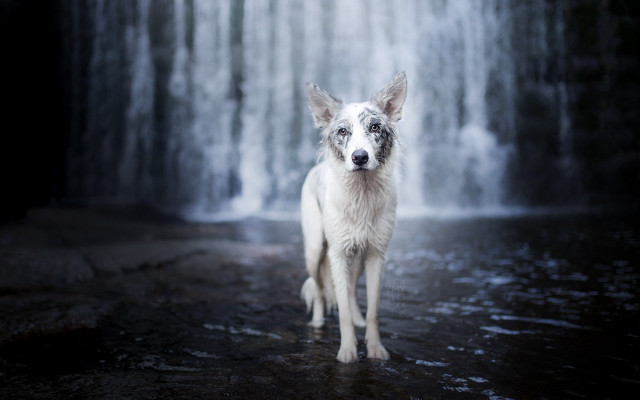 Dog waterfall blurry outdoors ocean free wallpaper - medium preview image