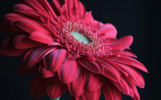 Red flower macro black background free wallpaper - medium preview image