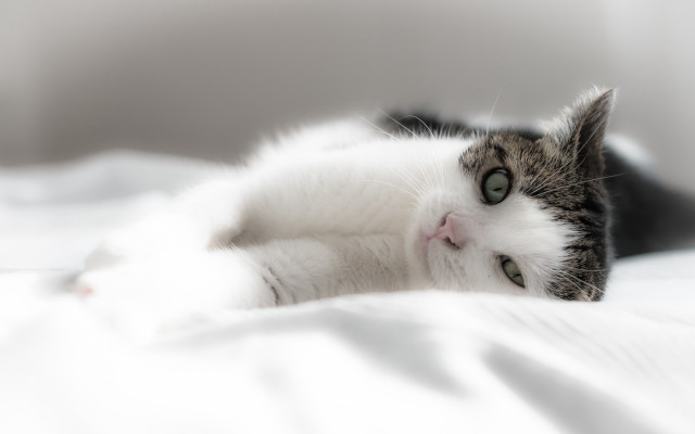 Cat lying back white sheets free wallpaper - medium preview image