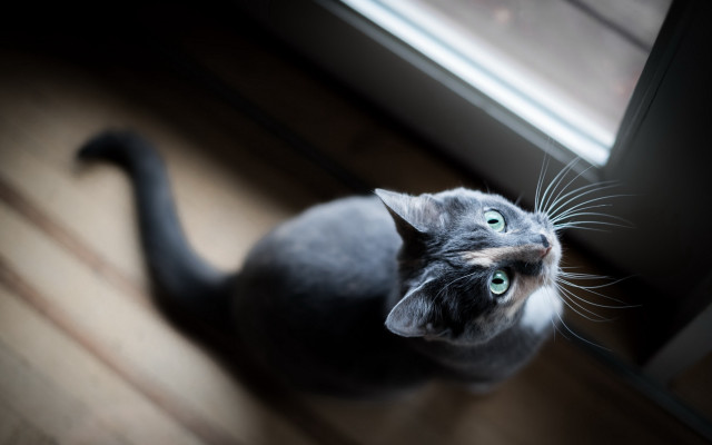 Surprised black cat wooden floor free wallpaper - medium preview image