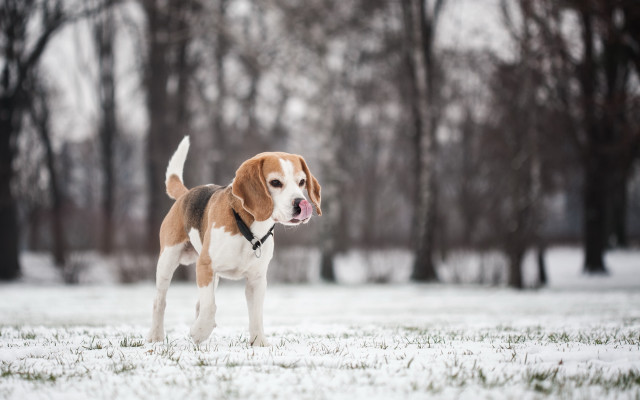 Dog snow shiba inu winter free wallpaper - medium preview image