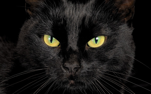 Black cat yellow eyes gothic #12 free wallpaper - medium preview image