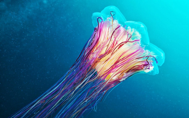 Jellyfish ocean blue yellow red free wallpaper - medium preview image