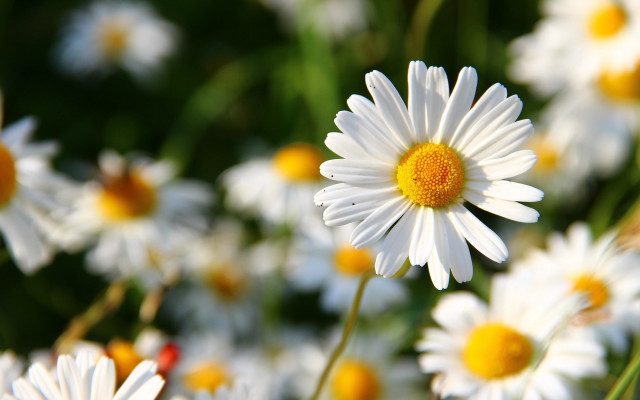 White flower bokeh macro nature free wallpaper - medium preview image