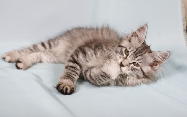 Kitten back white surface paws free wallpaper - medium preview image